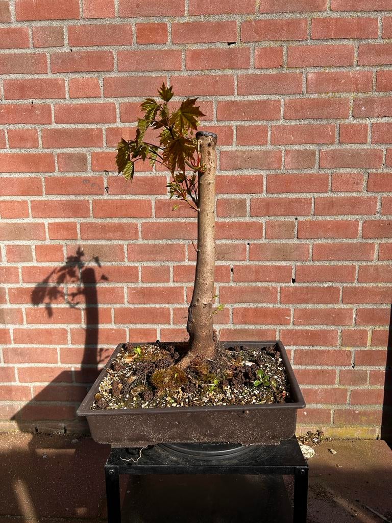 Acer pre-bonsai, Vaste plant, Bloeit niet, Halfschaduw, Ophalen