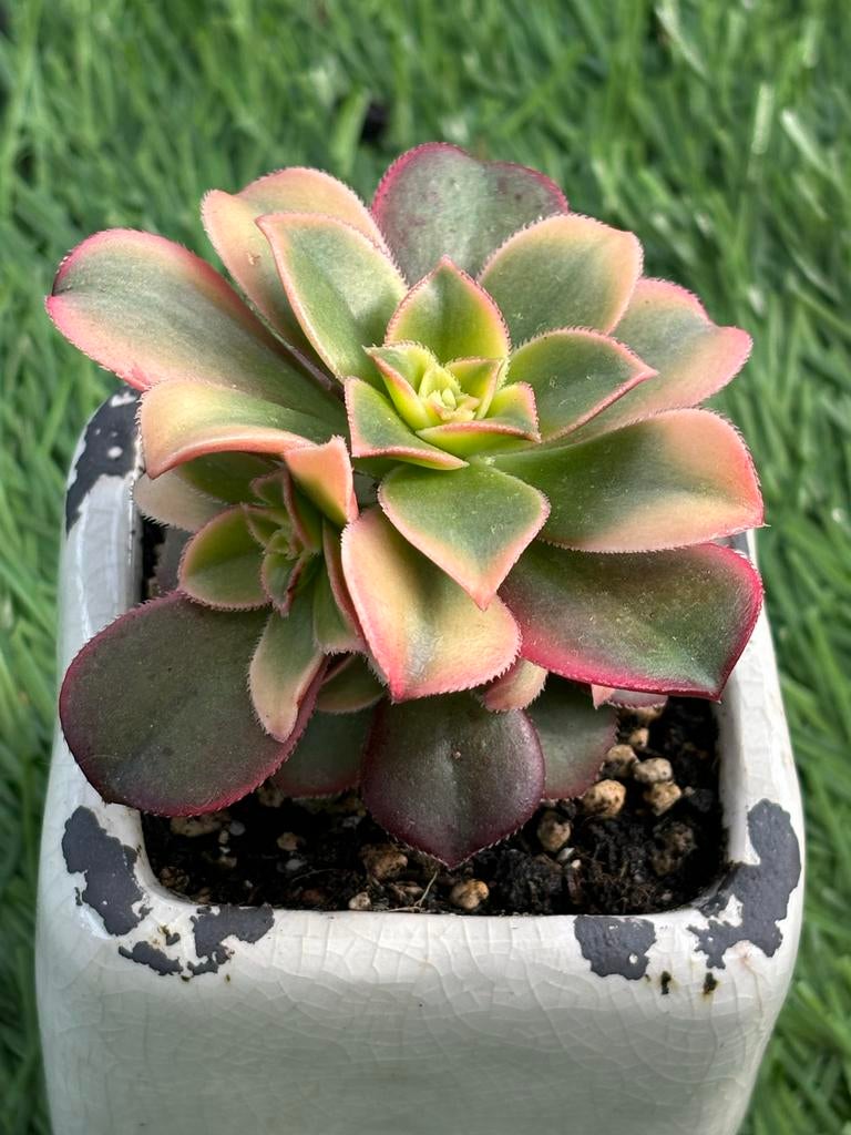 Vetplant Aeonium Kiwi 7 cm, zonder pot, Huis en Inrichting, Kamerplanten, Ophalen of Verzenden