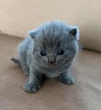 Britse Korthaar Katertje (Laatste), Kater, Ontwormd, 0 tot 2 jaar