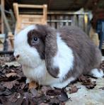 Mini lop voedster., Vrouwelijk, Dwerg, 3 tot 5 jaar