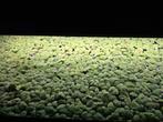 Drijfplantjes aquarium, Dieren en Toebehoren, Ophalen, Plant(en), Steen of Hout