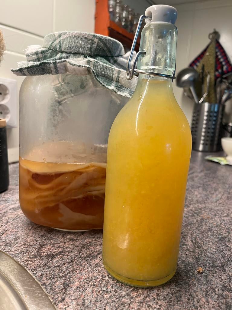 Scoby voor Kombucha, Ophalen
