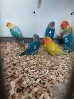 Jonge agapornis fischeri te koop, Meerdere dieren, Dwergpapegaai of Agapornis, Tam