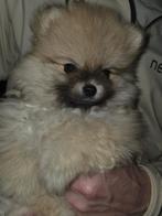 2 mooie pomeriaan pups., Keeshond, 8 tot 15 weken, Teef, Meerdere
