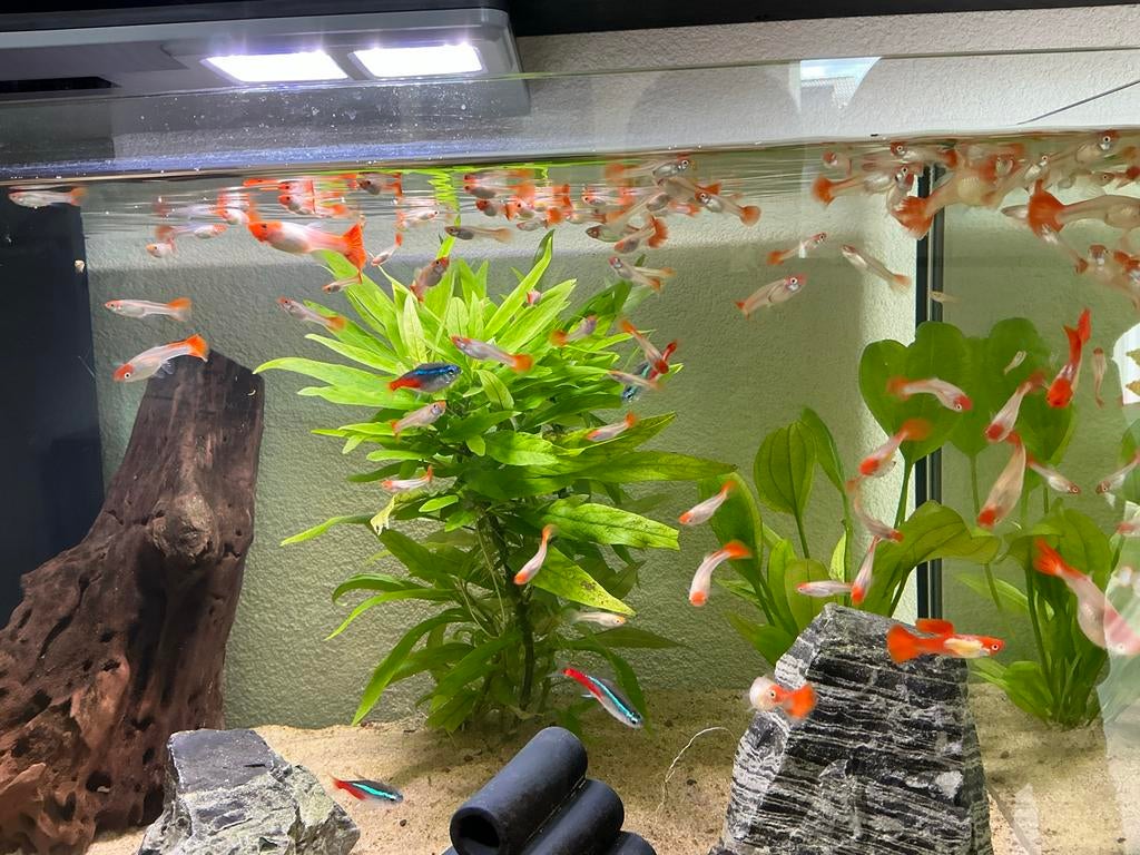 Te koop jonge Koi Kohaku guppen man en vrouw, Dieren en Toebehoren, Vissen | Aquariumvissen, Vis