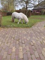 Wei te huur gevraagd, Dieren en Toebehoren, Stalling en Weidegang