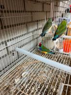 gezocht  goulds, Meerdere dieren, Tropenvogel, Geringd