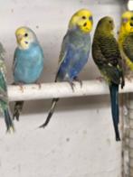 Regenboog parkieten, Dieren en Toebehoren, Vogels | Parkieten en Papegaaien, Meerdere dieren, Parkiet