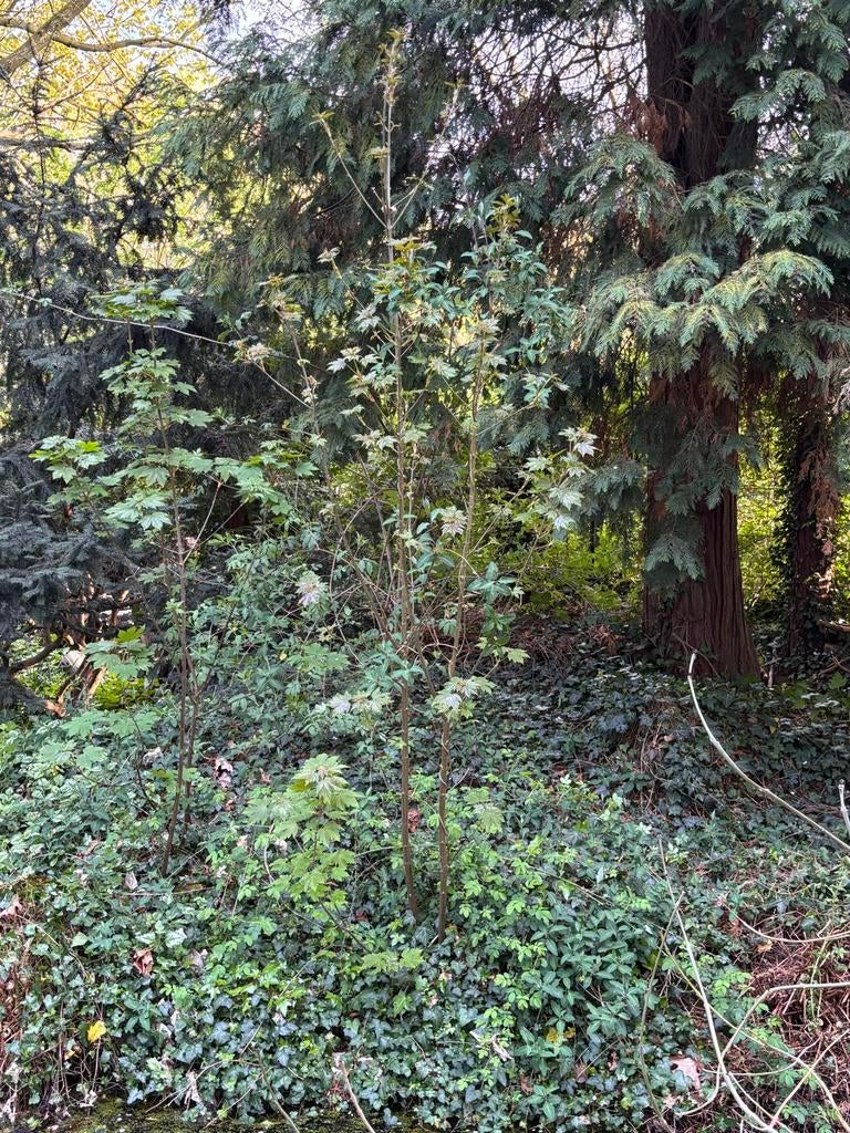 Jonge esdoorn, Tuin en Terras, Planten | Bomen, Ophalen, Halfschaduw, Overige soorten, Lente