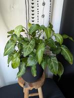 Syngonium, Huis en Inrichting, Kamerplanten, Ophalen, Halfschaduw, Minder dan 100 cm