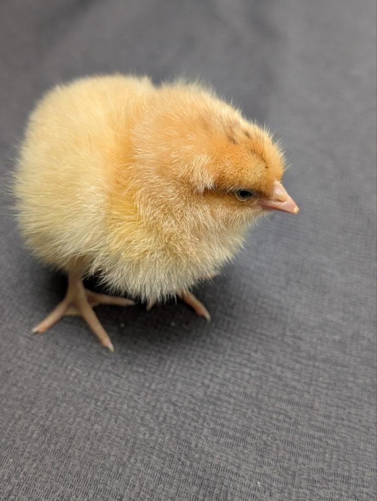 Kuikens orpintons groot   kleur buff