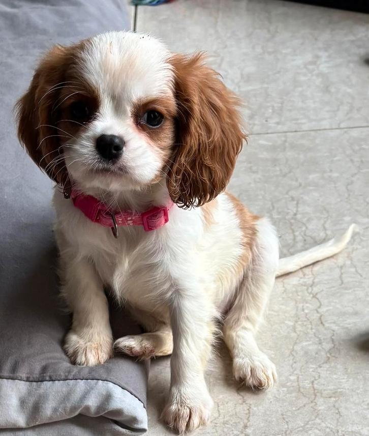 Cavalier king charles spaniel laatste teefje, Dieren en Toebehoren, Honden | Retrievers, Spaniëls en Waterhonden, Meerdere dieren
