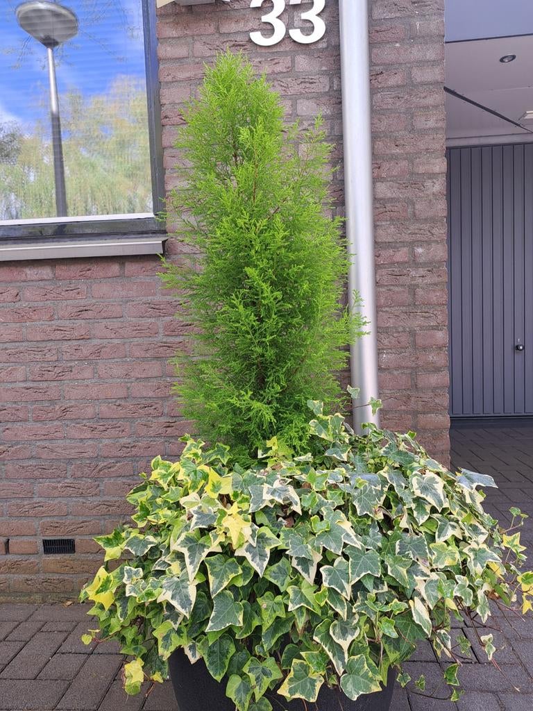 Dennenboom, ook wel kamerden genoemd, Ophalen of Verzenden