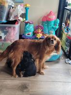 Cavelier King Charles spaniel X Puppies, Dieren en Toebehoren, Parvo, 8 tot 15 weken, Meerdere, Meerdere dieren