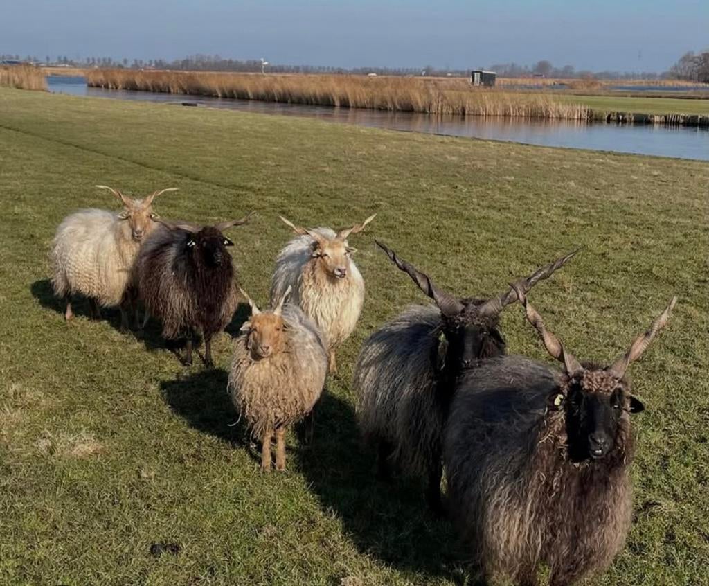 Gezocht!! Schapen wol, Meerdere dieren, Schaap