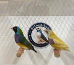 Gouldamadine koppel, Dieren en Toebehoren, Vogels | Overige Vogels, Meerdere dieren, Geringd