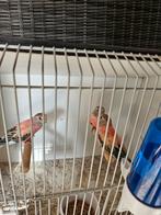 3 0paline bourkes, Vrouwelijk, Parkiet