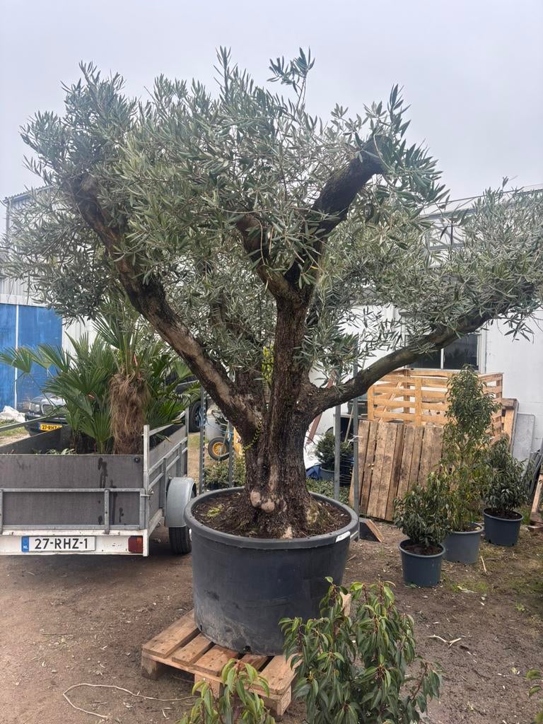 Schitterende grote olijfboom in Pot, 100 tot 250 cm, Olijfboom, Zomer, Ophalen