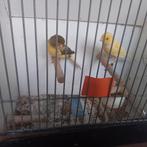 Kanaries, Meerdere dieren, Kleurkanarie