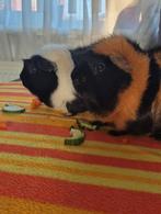 2 mannetjes cavia's, Dieren en Toebehoren, Knaagdieren, Juli, Mannelijk, Cavia