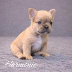 Franse bulldog pups, Nederland, 8 tot 15 weken, Parvo, Bulldog