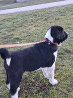 FCI Alabai pups met stamboom – Super Sociaal & Zelfverzekerd, Fokker | Hobbymatig, 8 tot 15 weken, Buitenland, Parvo