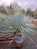 Yucca Rostrata palm lely 10/20cm stam, Ophalen, Overige soorten, Volle zon