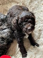 🩵Twee laatste prachtige maltipoo reutjes choco & merle 🩵, Poedel, Parvo, Reu, 8 tot 15 weken