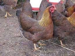 Welsumer kippen [Groot en Kriel], Dieren en Toebehoren, Pluimvee, Kip, Vrouwelijk