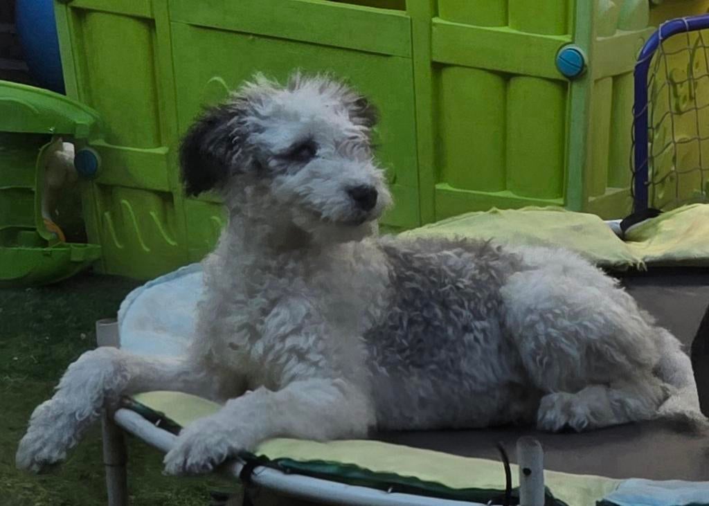 Hond, Ophalen of Verzenden