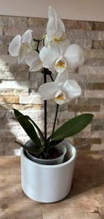 Echte Orchidee wit in pot, Overige soorten, In pot, Minder dan 100 cm, Bloeiende kamerplant