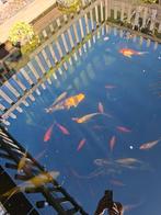 Goudvissen, sluierstaart, blank., Goudvis(sen)