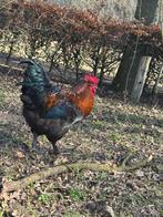 Jersey giant kruising, Dieren en Toebehoren, Mannelijk, Kip