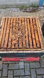 Bijenvolk op 7 ramen, buckfast, zachtaardig(volk9), Dieren en Toebehoren, Bijen