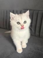 lieve britse korthaar kitten zoeken een warm thuis, Kater, Ontwormd, 0 tot 2 jaar