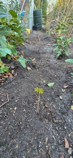 Kastanje stekken - Kweek je eigen kastanjeboom!, Overige soorten, Volle zon, Vaste plant, Ophalen of Verzenden