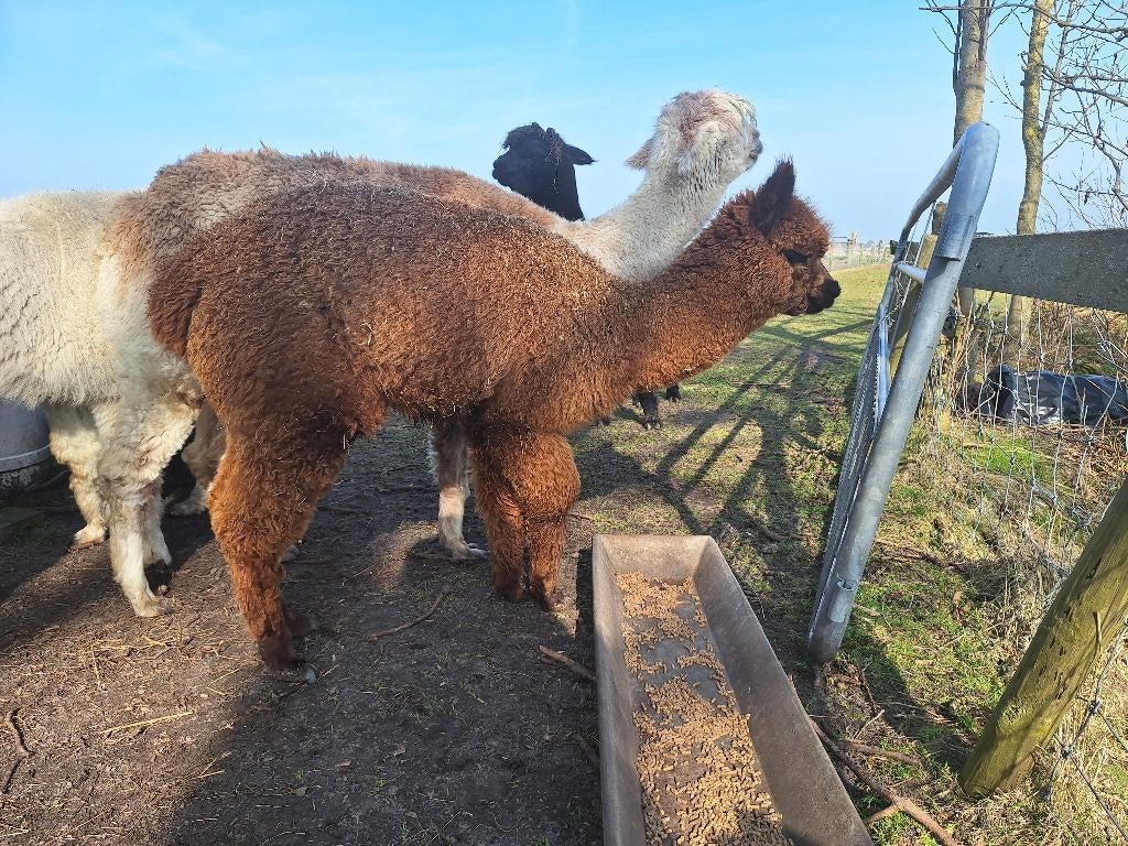 Alpaca hengstjes 2025, Juni, Mannelijk