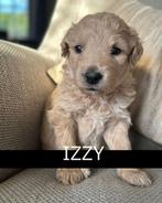 Labradoodle pups medium, Meerdere, Meerdere dieren, Middel, Nederland