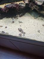 Aquarium slakken, Slak of Weekdier