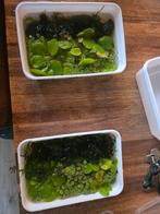 Bakje aquarium planten voor garnalen etc, Dieren en Toebehoren, Ophalen, Nieuw, Plant(en), Steen of Hout