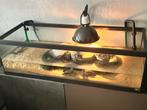 Muskus schildpad leggroep, Ophalen, Zo goed als nieuw, Terrarium of Paludarium