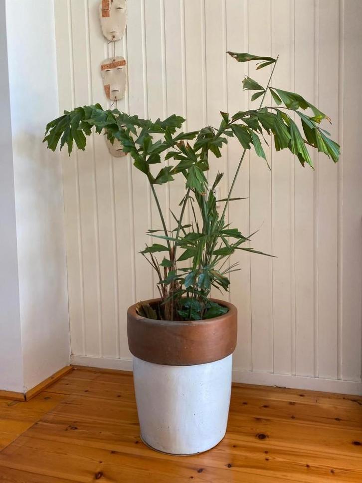 Palm en pot voor woonkamer of kantoor, Huis en Inrichting, Kamerplanten, Overige soorten, 150 tot 200 cm, Groene kamerplant, Halfschaduw