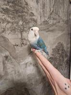 Zeer tamme jonge dwergpapegaaien, Meerdere dieren, Papegaai, Tam