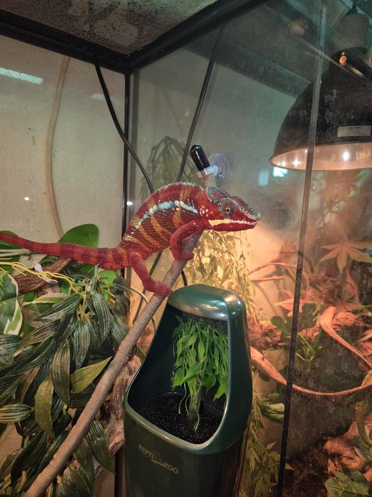 Te koop panter kameleon man