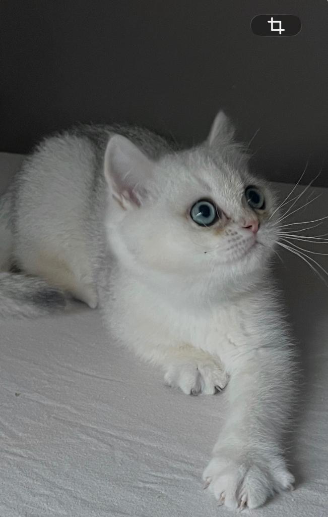 Britse Korthaar Kitten Raszuiver, Dieren en Toebehoren, Katten en Kittens | Raskatten | Korthaar, Kater, Ontwormd, 0 tot 2 jaar