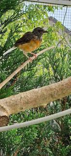 Gezocht koppel schamalijsters, Meerdere dieren