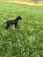 Duitse staande korthaar pup, Duitse Staande hond, Reu, 8 tot 15 weken, Parvo