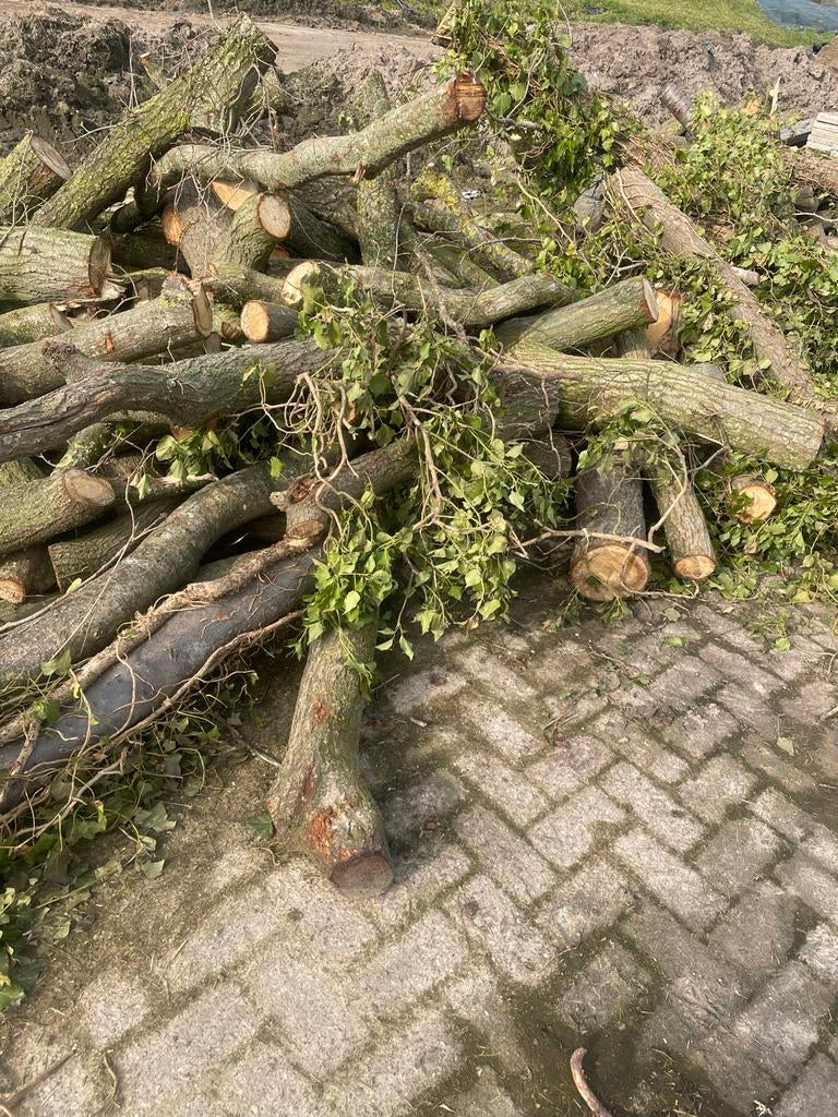 Verse takken en stammen voor brandhout, 6 m³ of meer, Ophalen of Verzenden, Overige houtsoorten, Takken