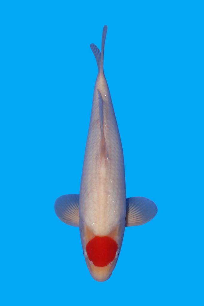 Tancho showa Tancho kohaku ISA koi farm nieuw bij Heeschkoi, Dieren en Toebehoren, Vissen | Vijvervissen, Karper of Koi