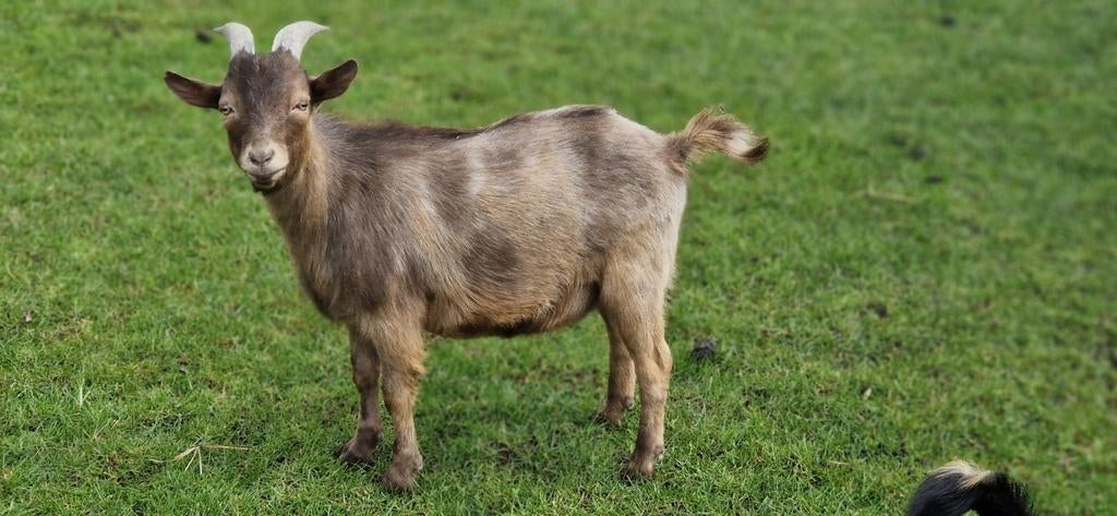 Lieve jonge maanvlek bok., Dieren en Toebehoren, Schapen, Geiten en Varkens, Mannelijk, Geit, 0 tot 2 jaar
